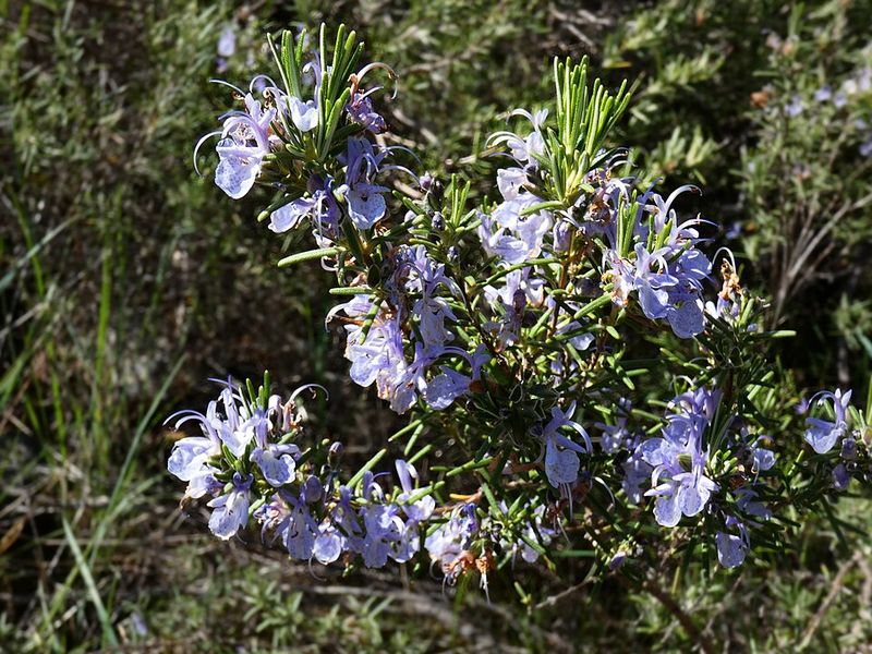 Fragrance at the Threshold