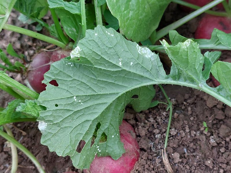 Radishes