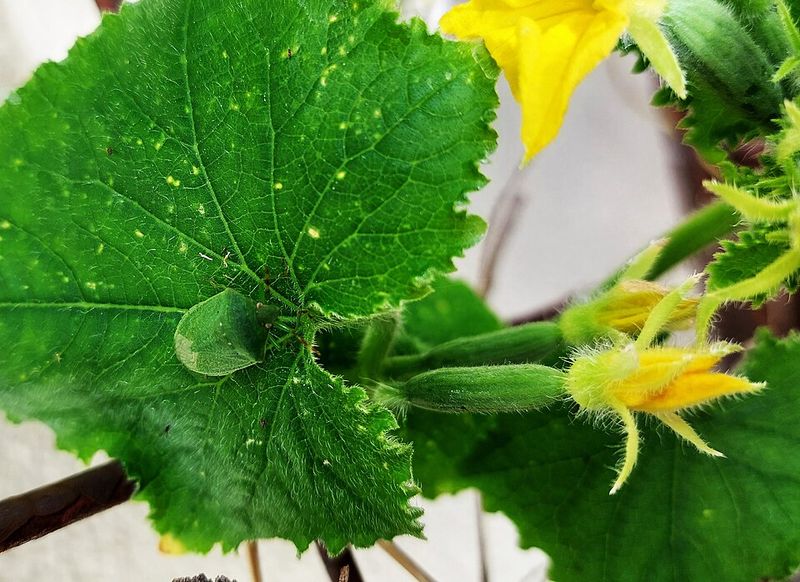Cucumbers
