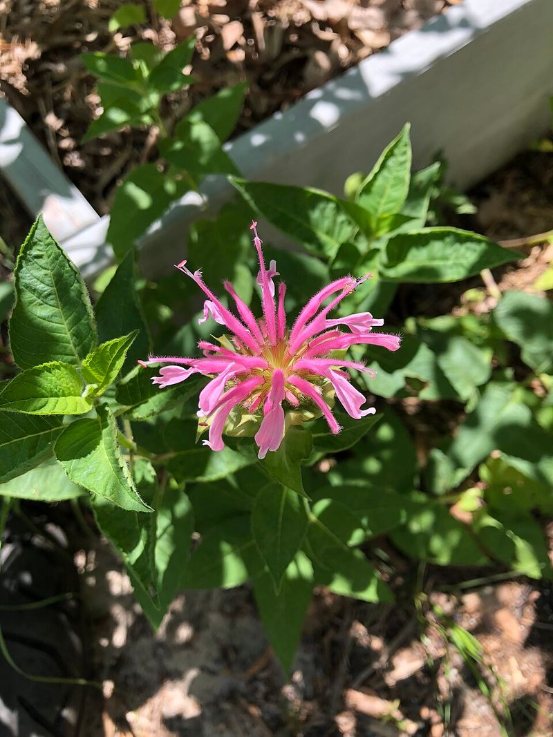 Bee Balm