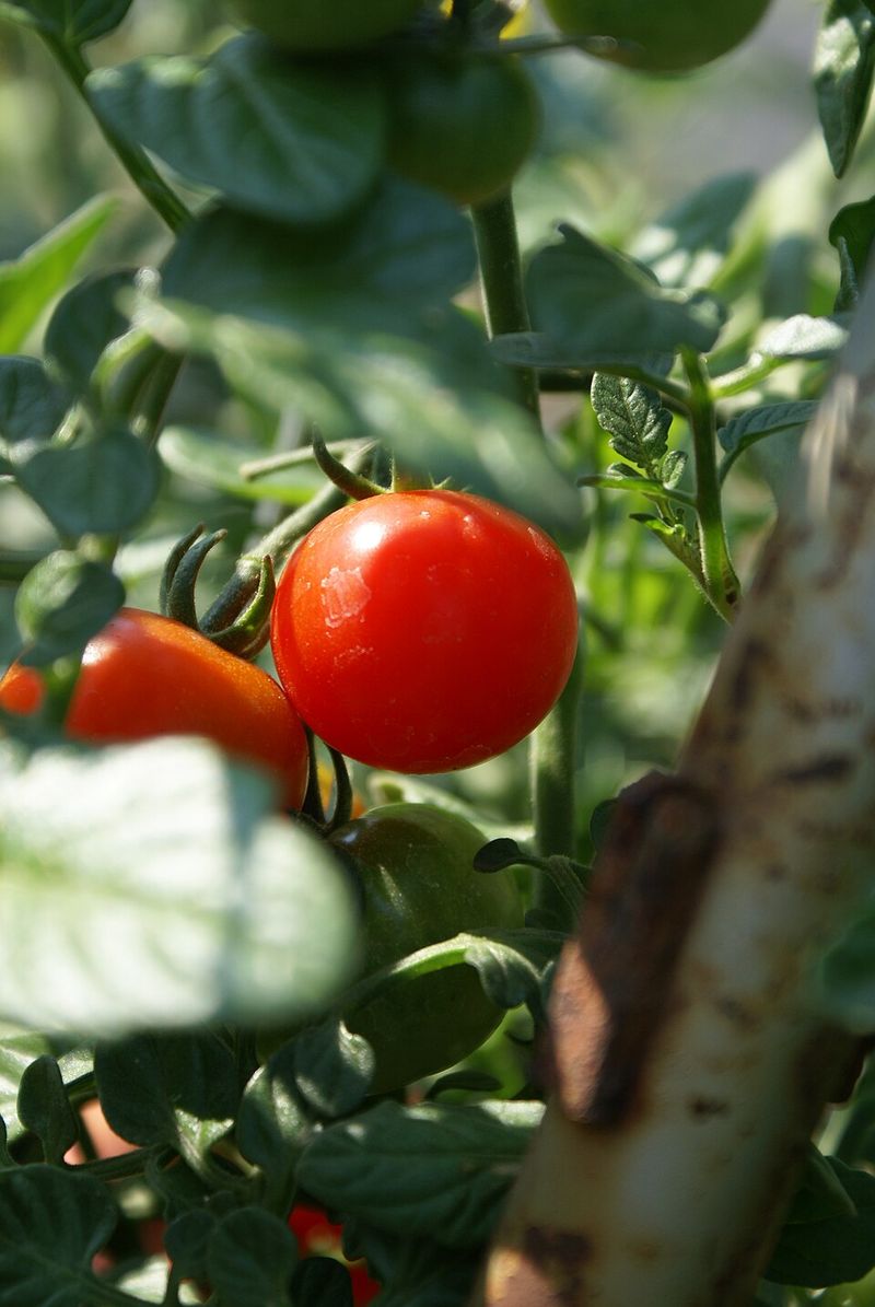 Cherry Tomatoes