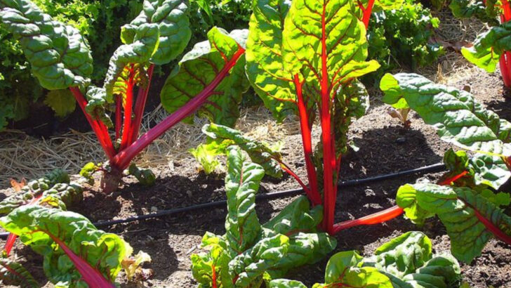 California Gardeners Love These 10 Vegetables For Compact Backyard Spaces