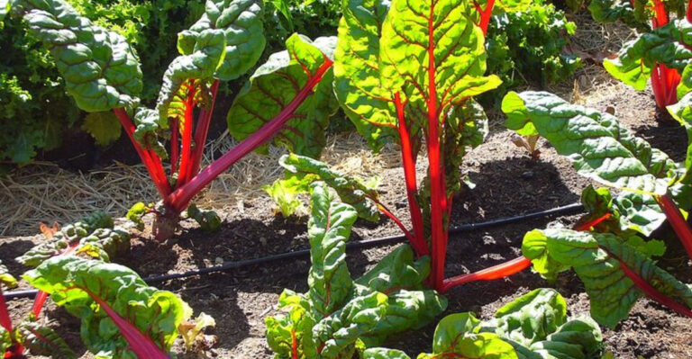 California Gardeners Love These 10 Vegetables For Compact Backyard Spaces