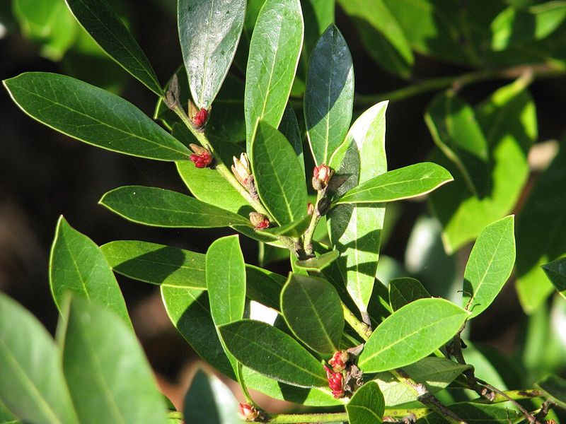 Distylium