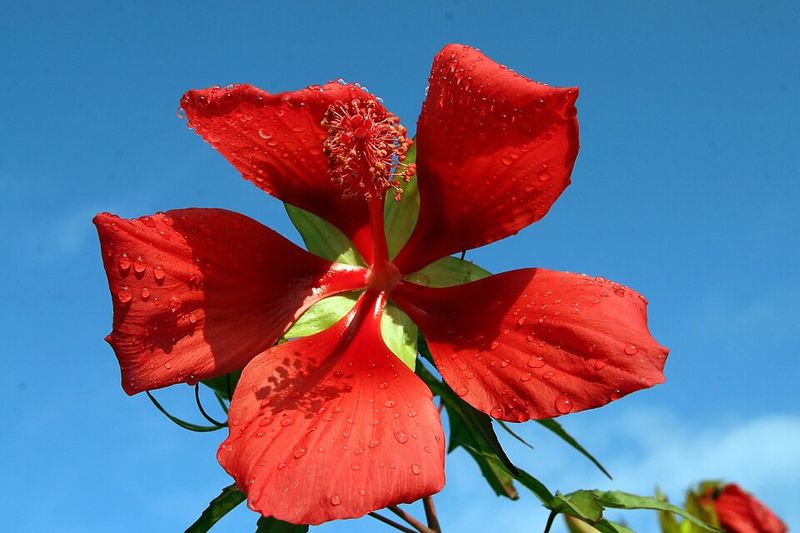 Scarlet Hibiscus
