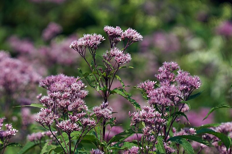 Joe-Pye Weed