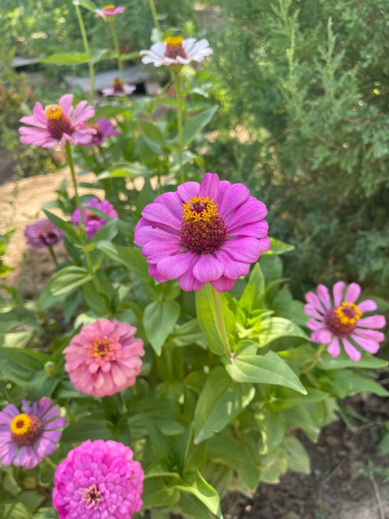 Zinnias