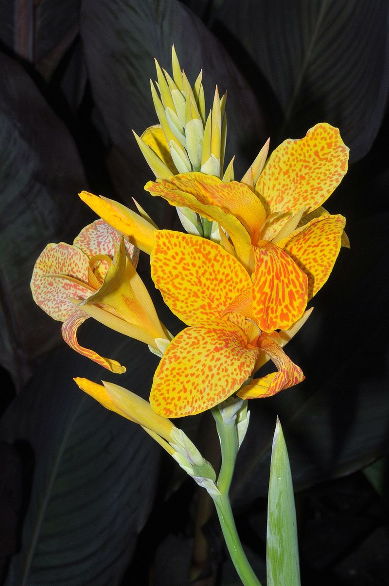Golden Canna