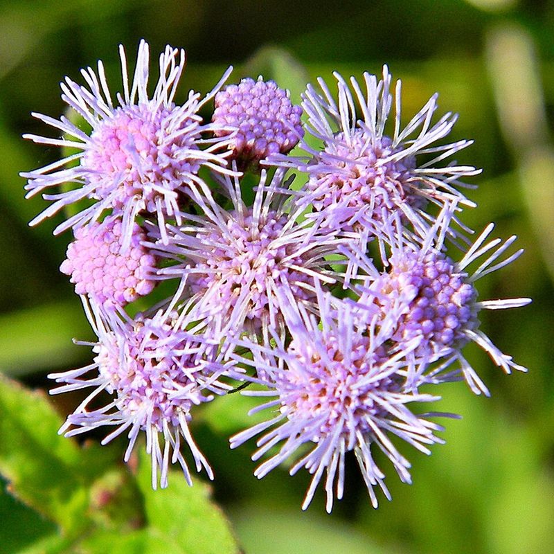 Blue Mistflower