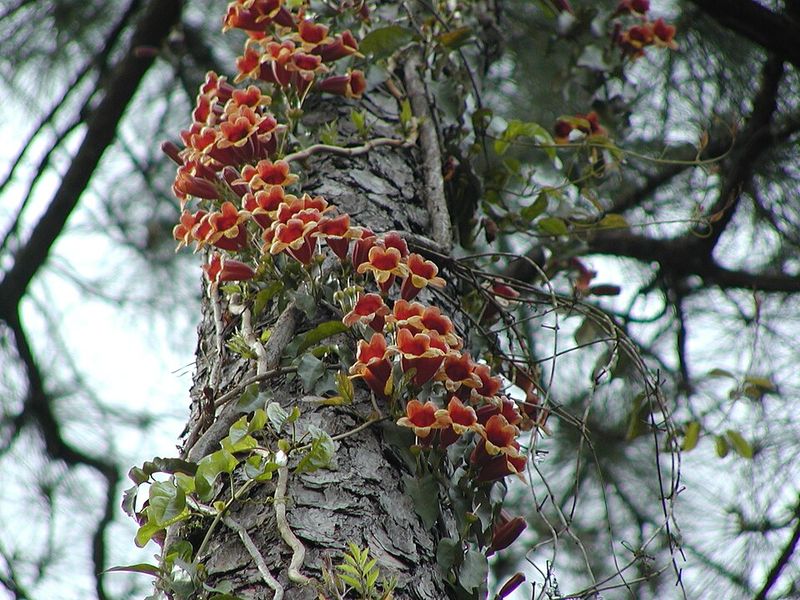 Crossvine