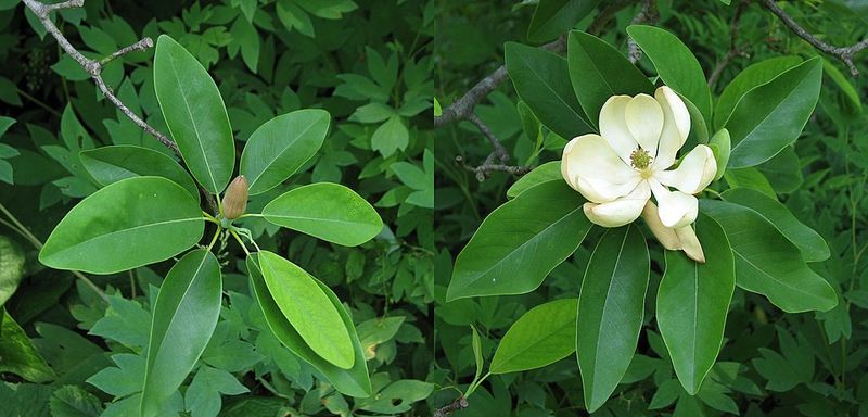 Sweetbay Magnolia