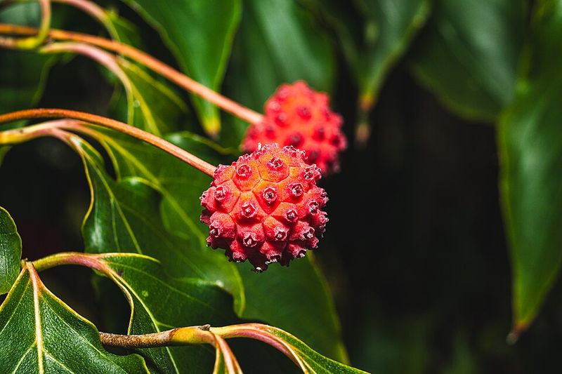 Kousa Dogwood