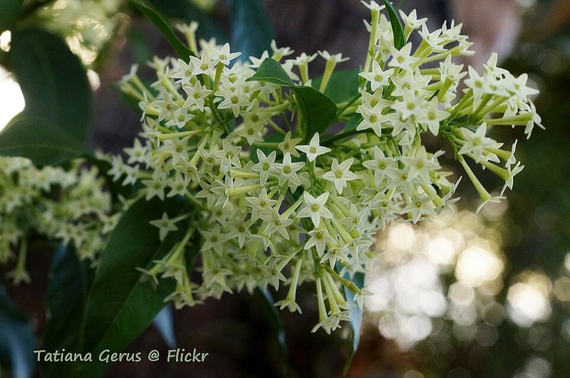 Night-Blooming Jasmine