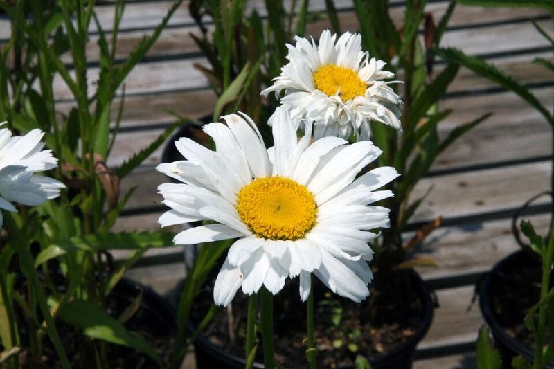 Shasta Daisy