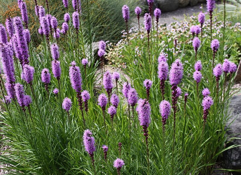 Blazing Star