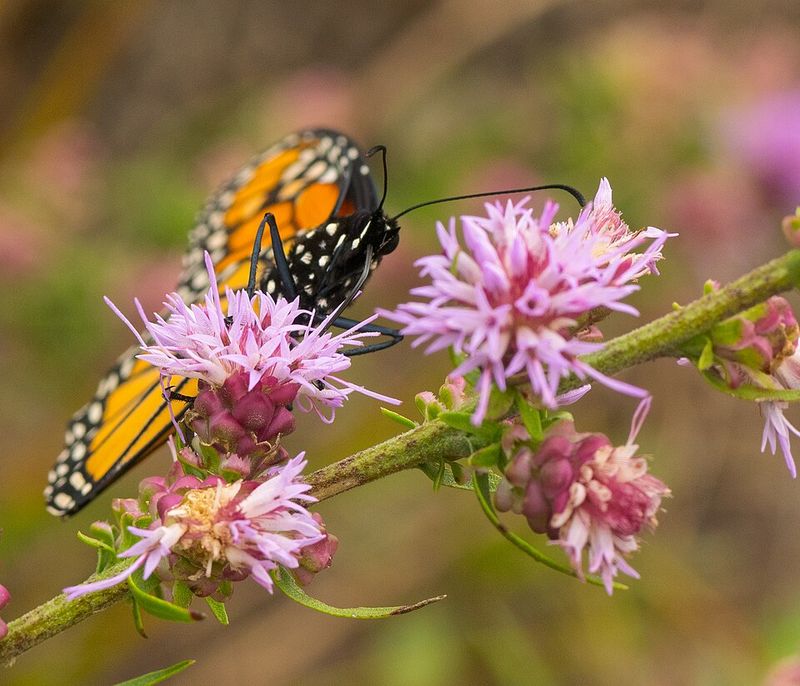 Blazing Star