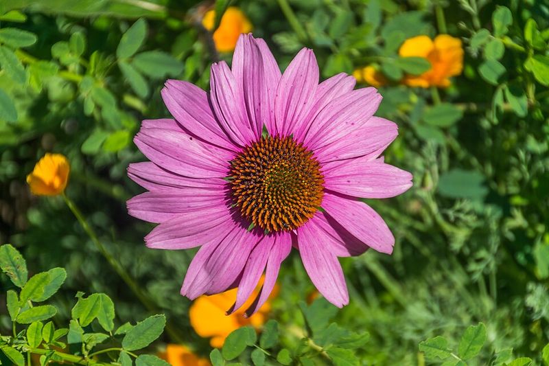 Purple Coneflower