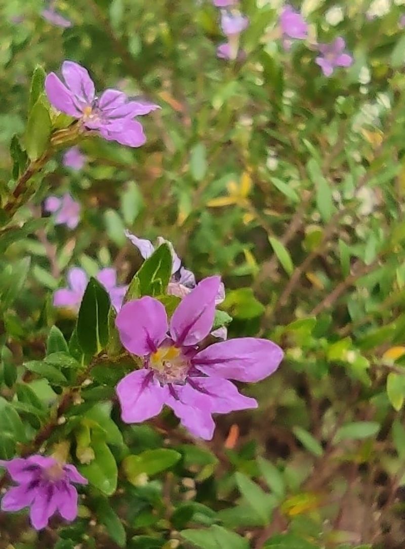 Cuphea