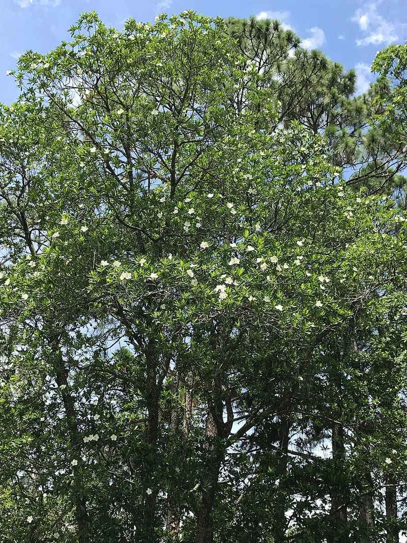 Loblolly Bay