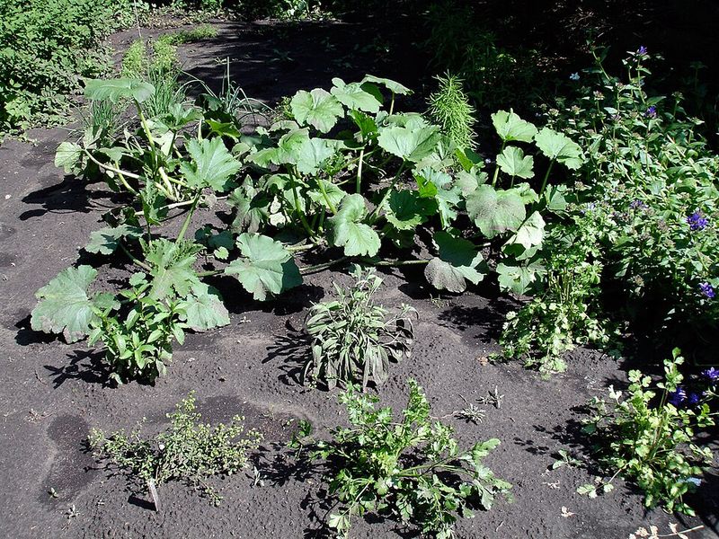 Sage and Oregano