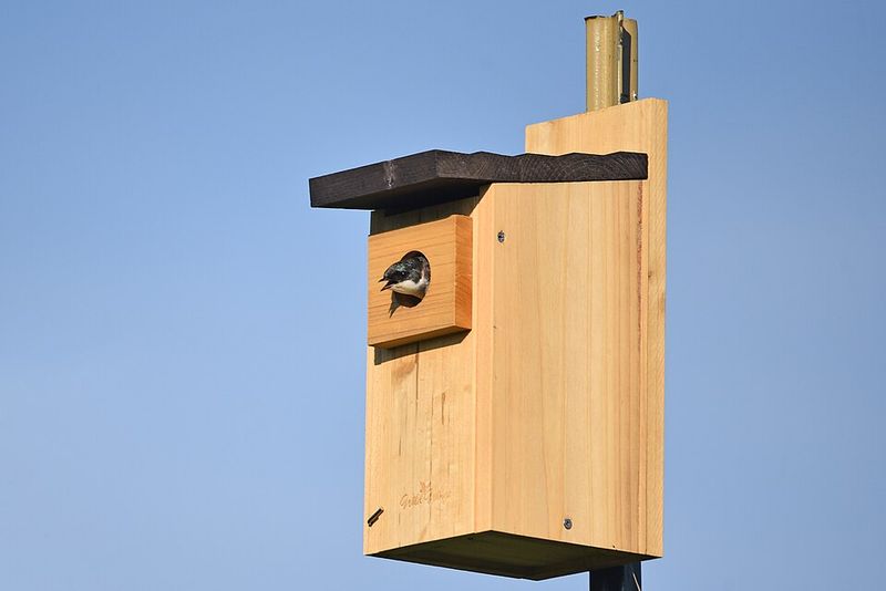 Install The Right Bluebird Nest Box