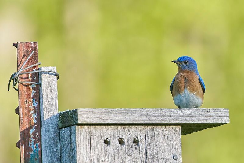 Install The Right Nest Box