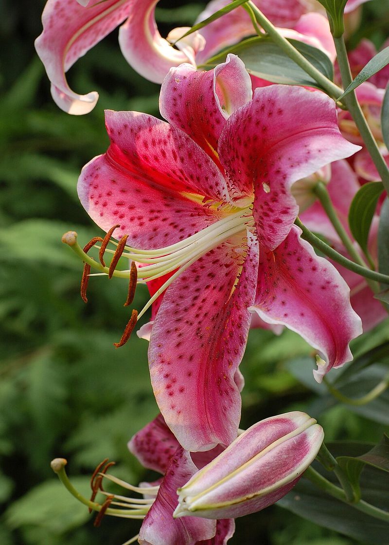 Plan for Successive Bloom Periods