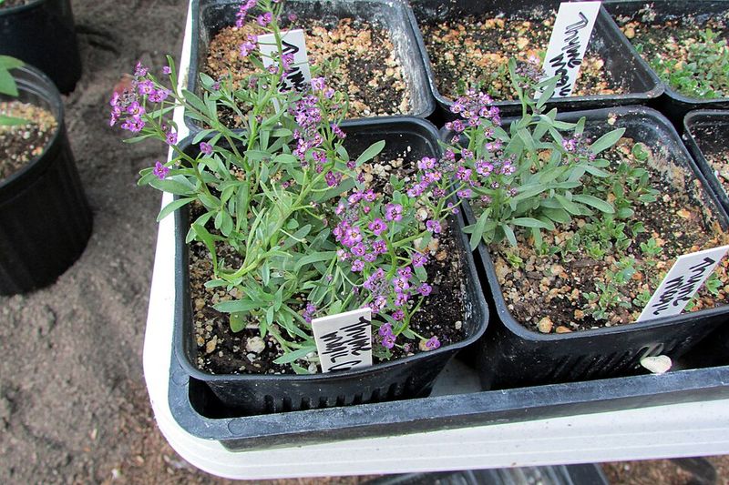 Thyme
