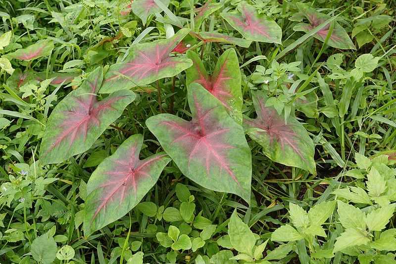 Caladium