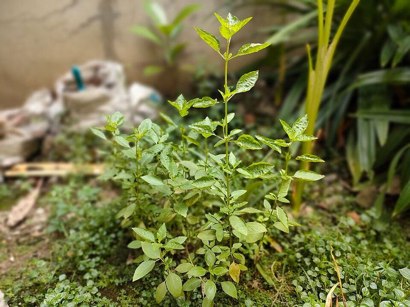 Lemon Basil