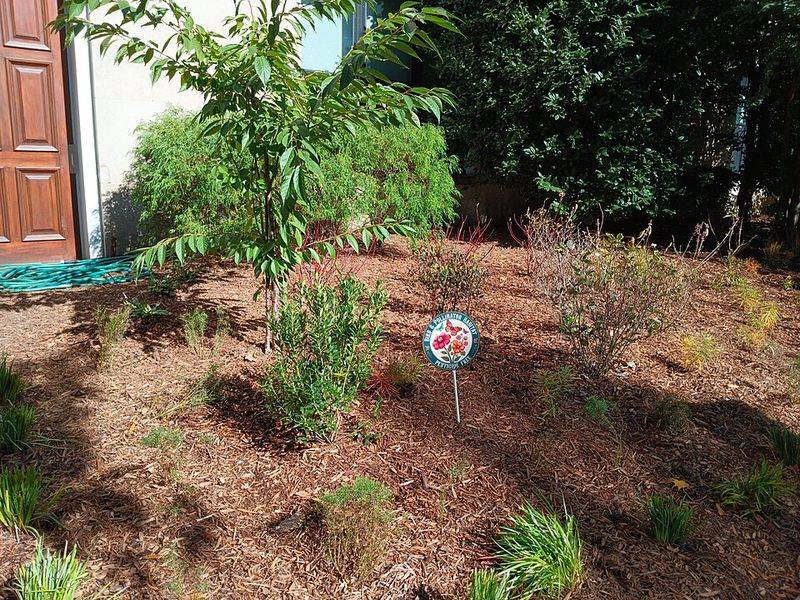 Adding Heat-Tolerant Native Plants