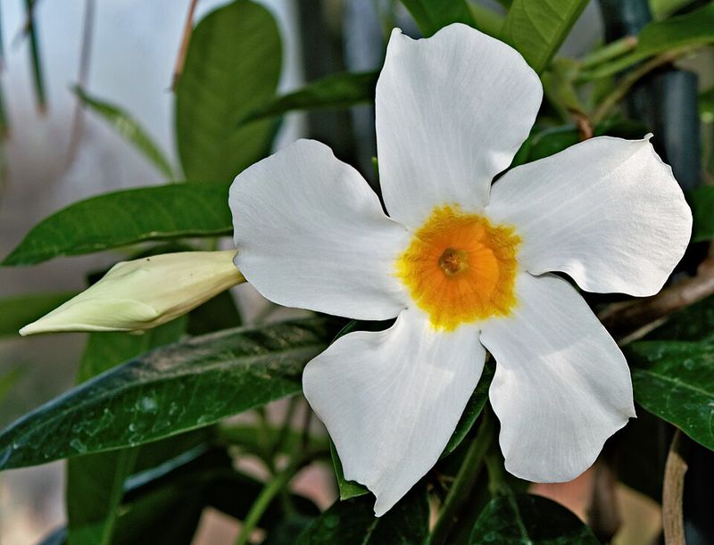 Mandevilla
