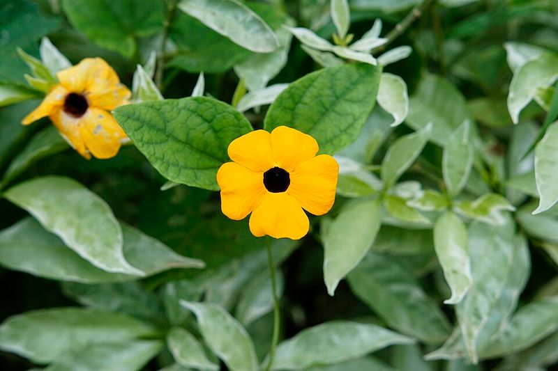 Black-Eyed Susan Vine
