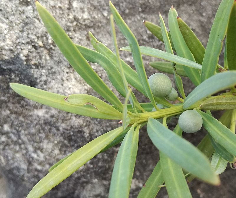 Podocarpus