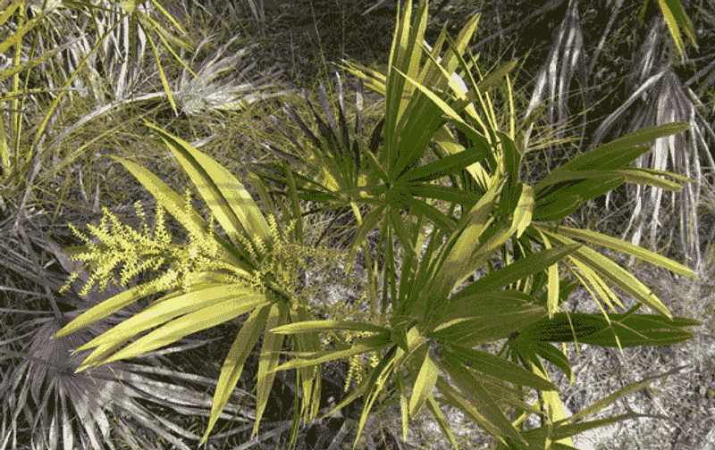 Saw Palmetto