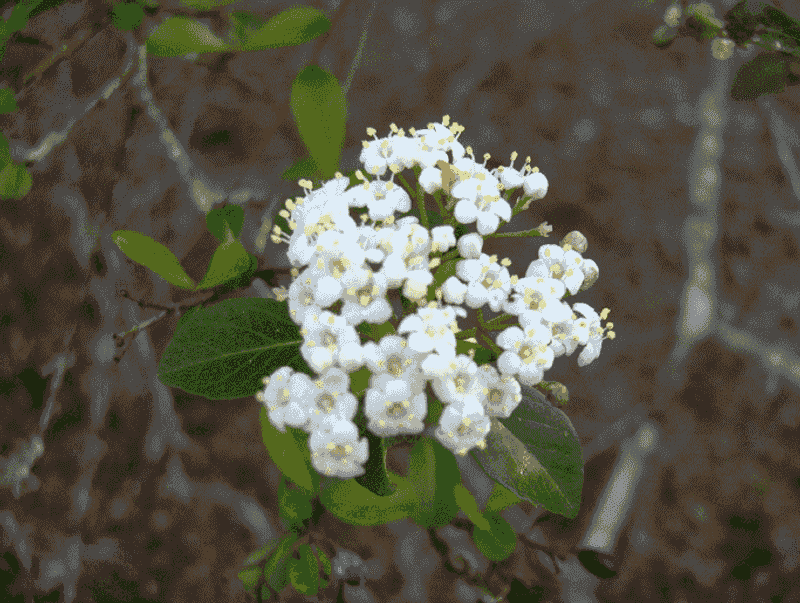 Walter's Viburnum