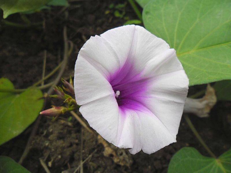 Sweet Potato Vine