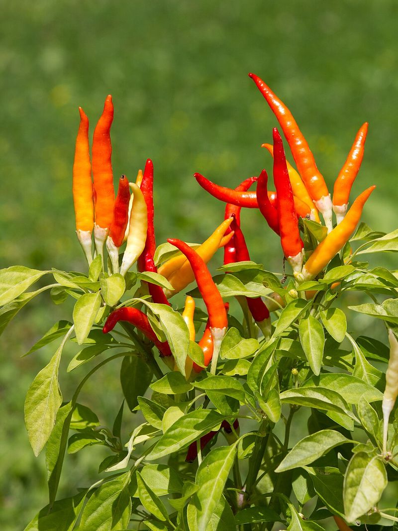 Peppers