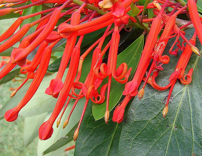 Firebush