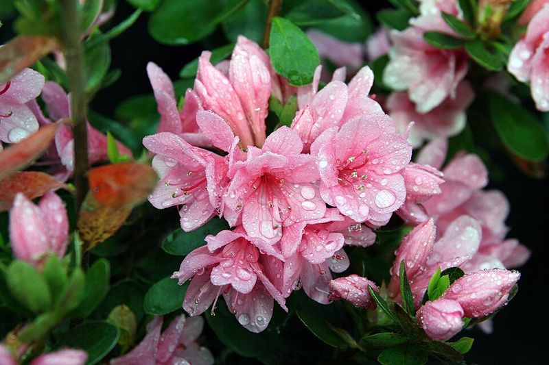 Coral Bells