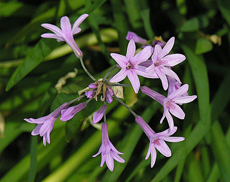 Why Gardeners Keep Coming Back for More