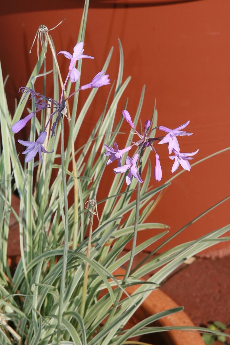 Common Mistakes to Avoid With This Plant