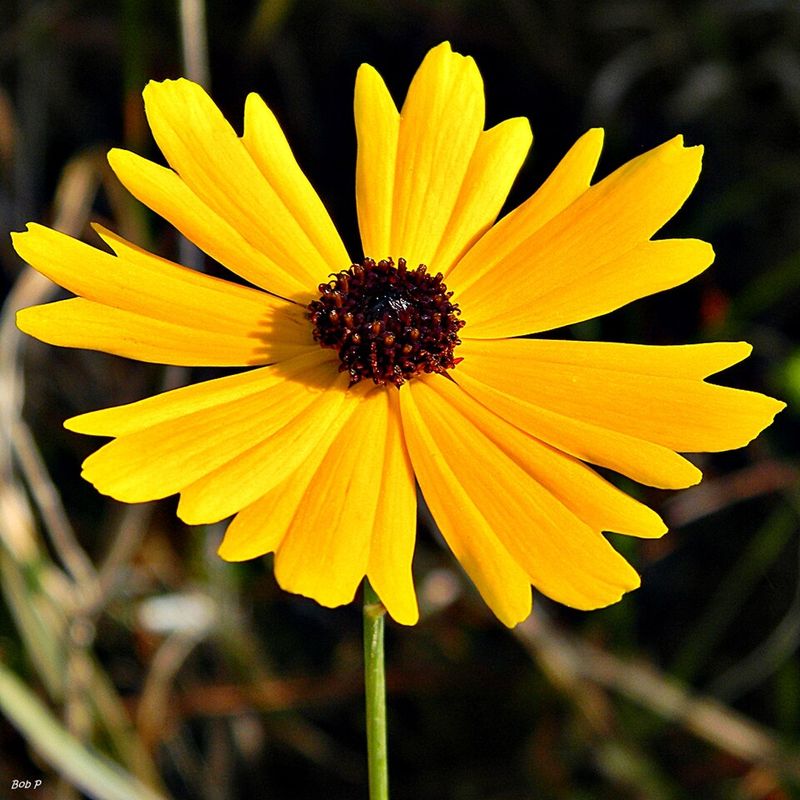 A Favorite For Pollinators