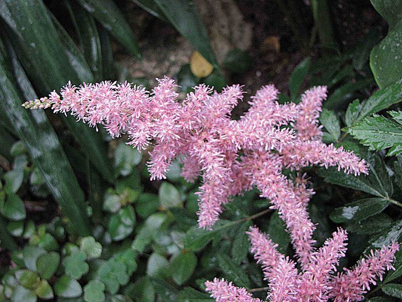 Astilbe