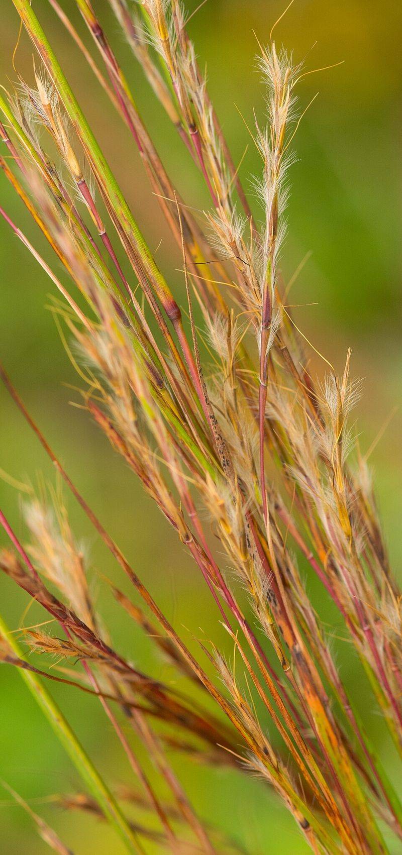 Little Bluestem
