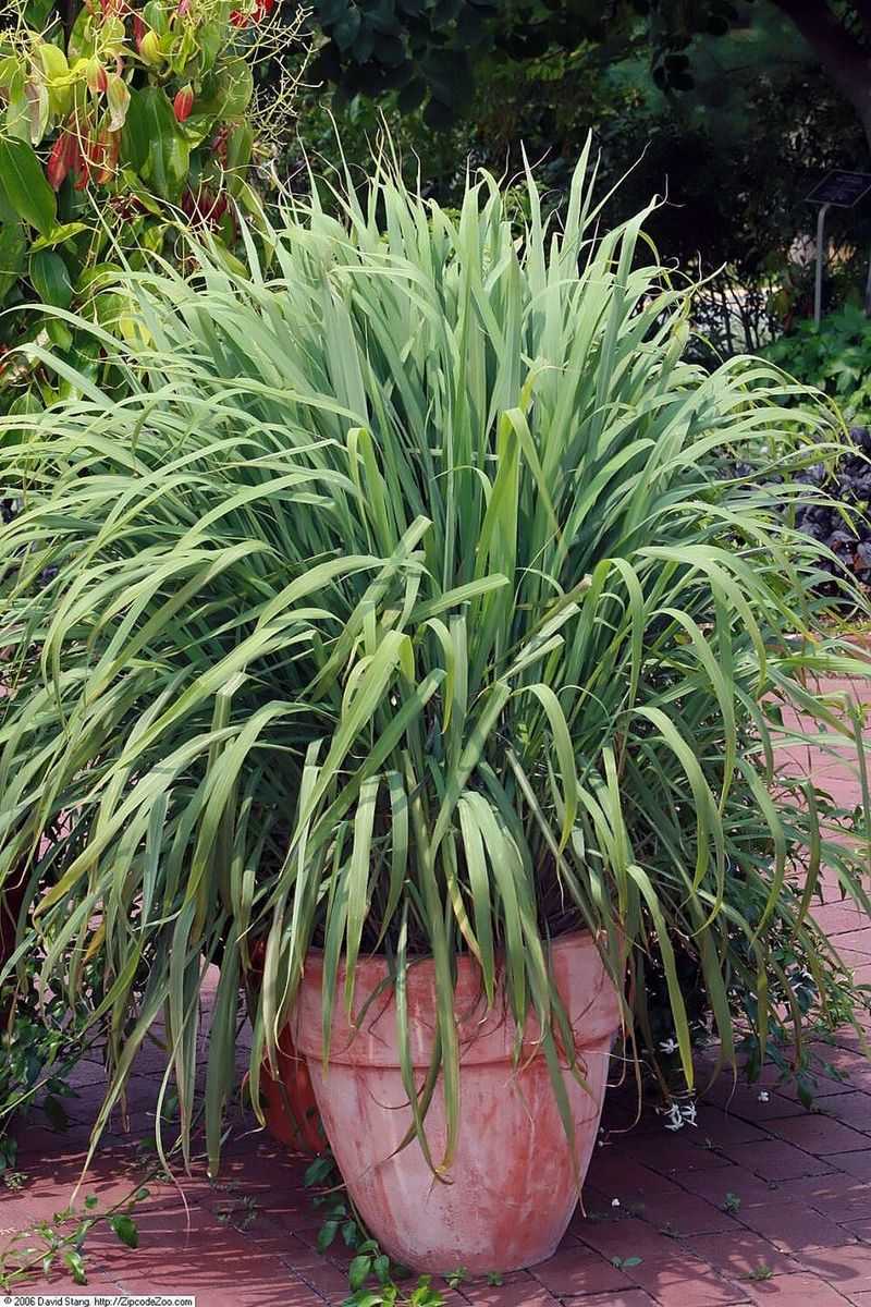 Overwintering It Is Easier Than Many Gardeners Expect