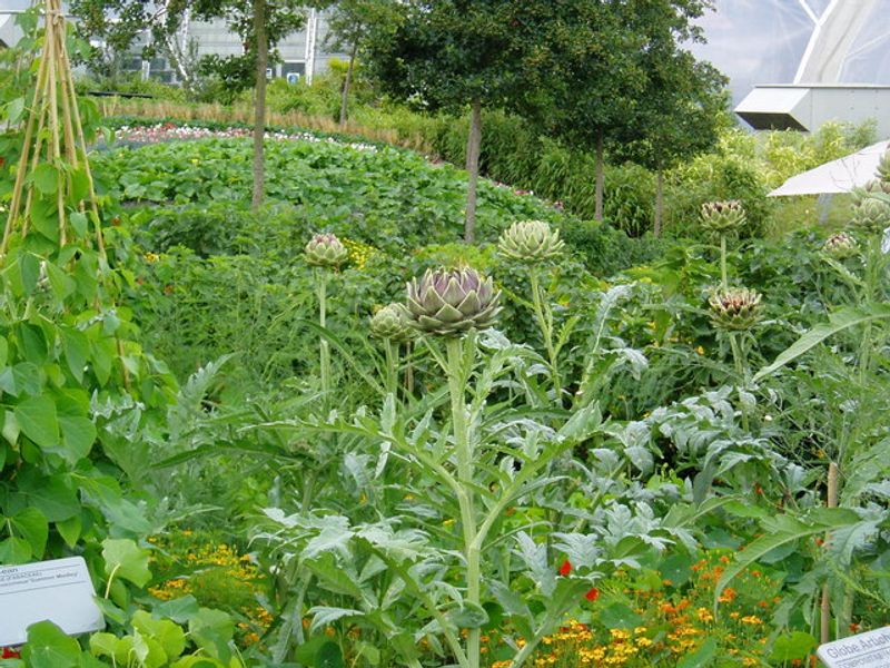 Gardeners Are Responding To More Unpredictable Summers