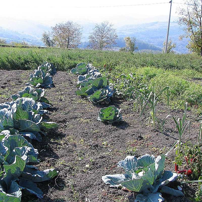 Leaves Dry Faster And Disease Risk Drops