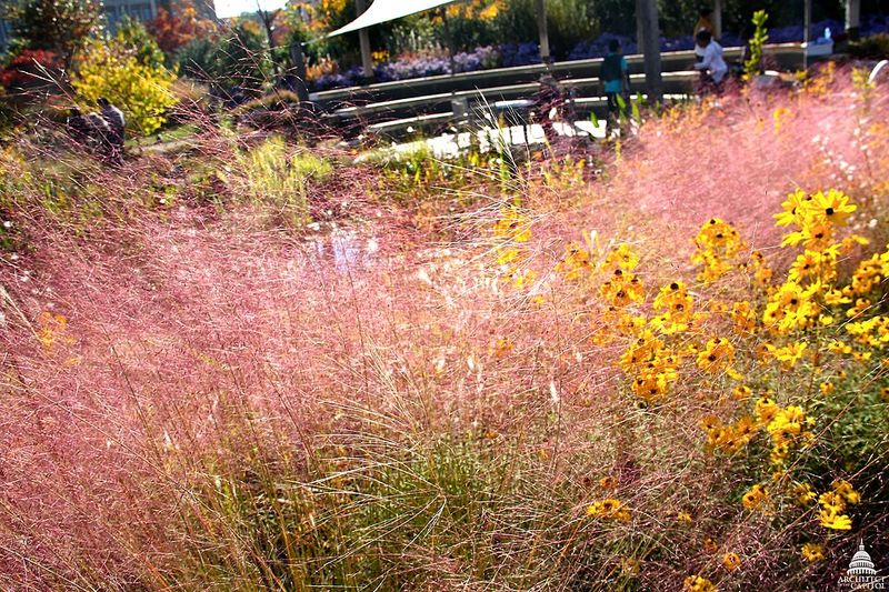 Muhly Grass