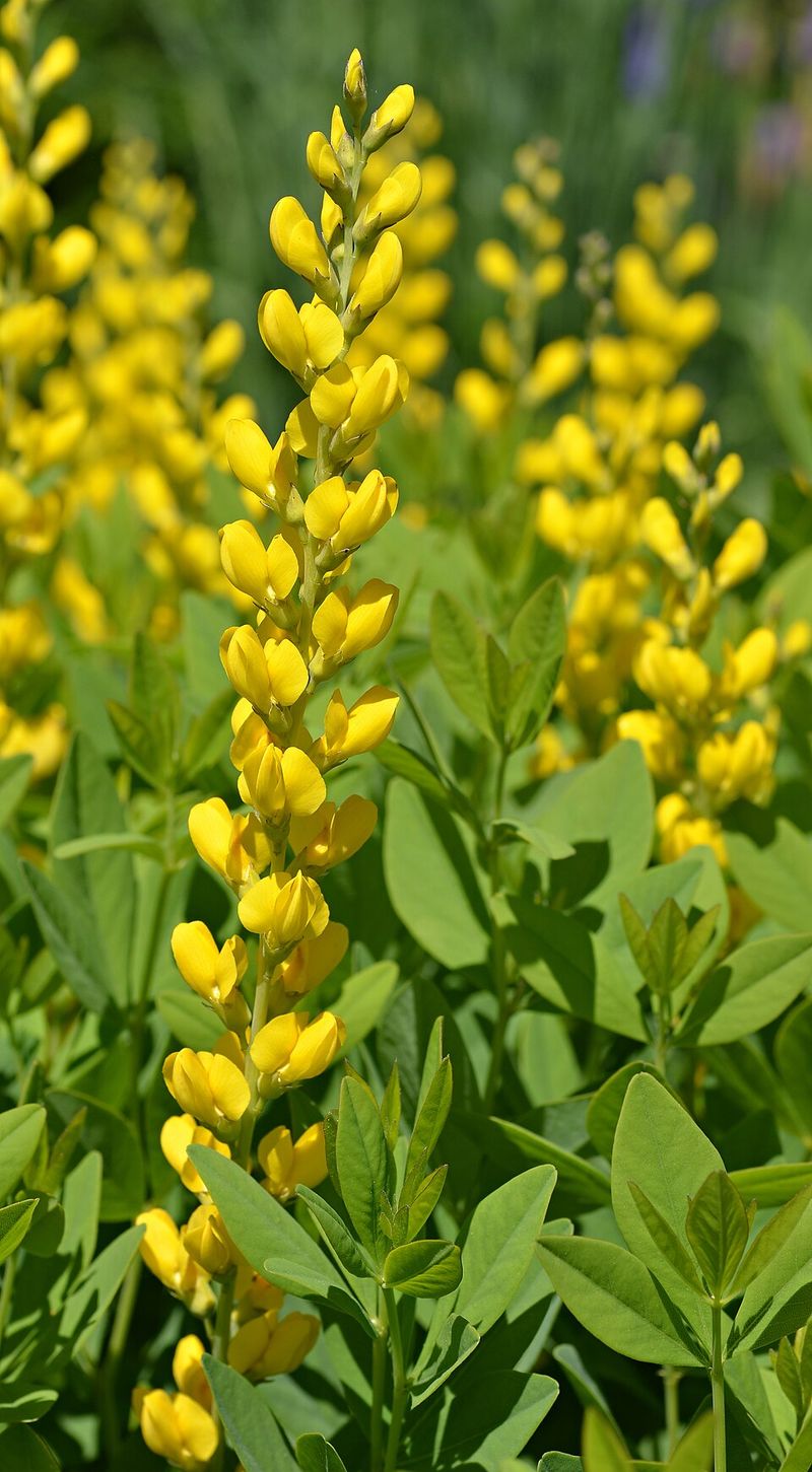 Baptisia